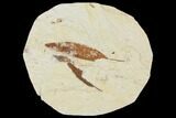 Miocene Fossil Leaf (Cinnamomum) - Augsburg, Germany #139160-1